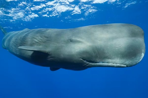 Sperm Whale (Physeter macrocephalus), Caribbean Sea, Dominica