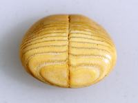 Spiny Pufferfish Palate