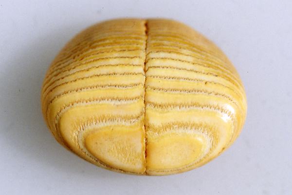 Spiny Pufferfish Palate