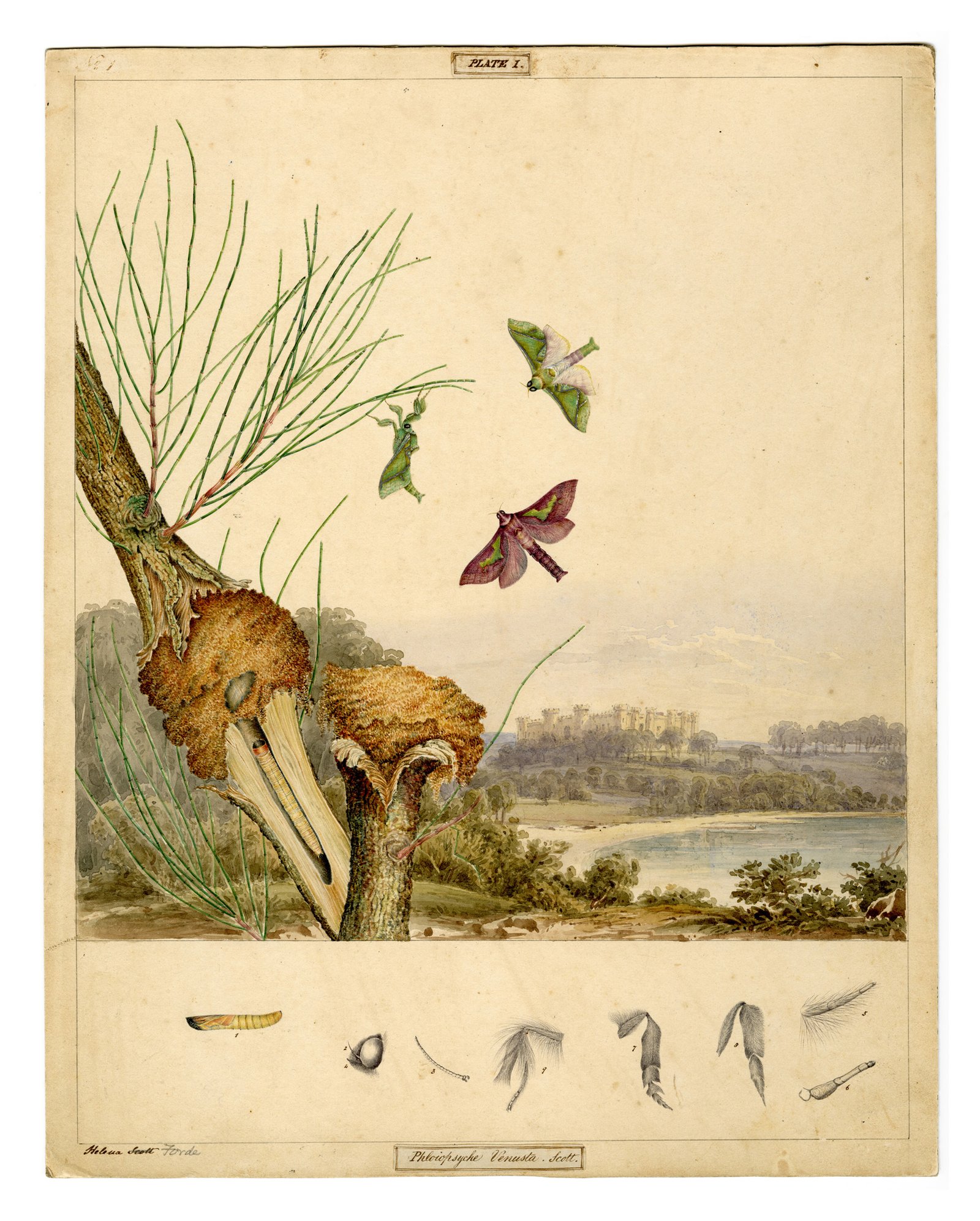 A detailed scientific illustration showing moths in flight beside a tree with a nest along a river