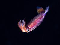 Purpleback Squid, Sthenoteuthis oualaniensis