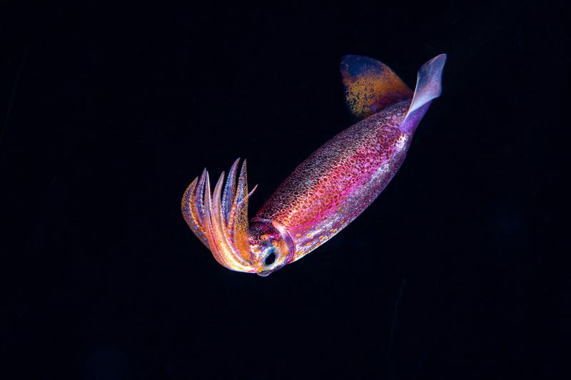 Purpleback Squid, Sthenoteuthis oualaniensis