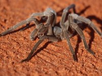 Stirling's Australian Tarantula