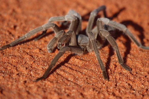 Stirling's Australian Tarantula