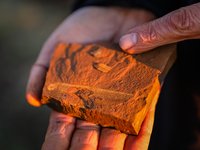 15-million-year-old fossilised freshwater fish. Stomach contents of fish showing that that it fed predominantly on phantom midge.