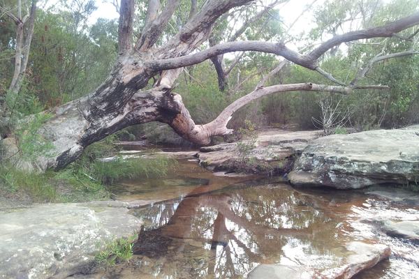 Streamwatch field work