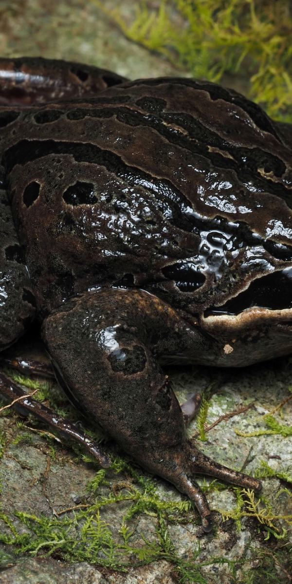 Striped Marsh Frog (Limnodynastes peronii) (Jodi Rowley)
