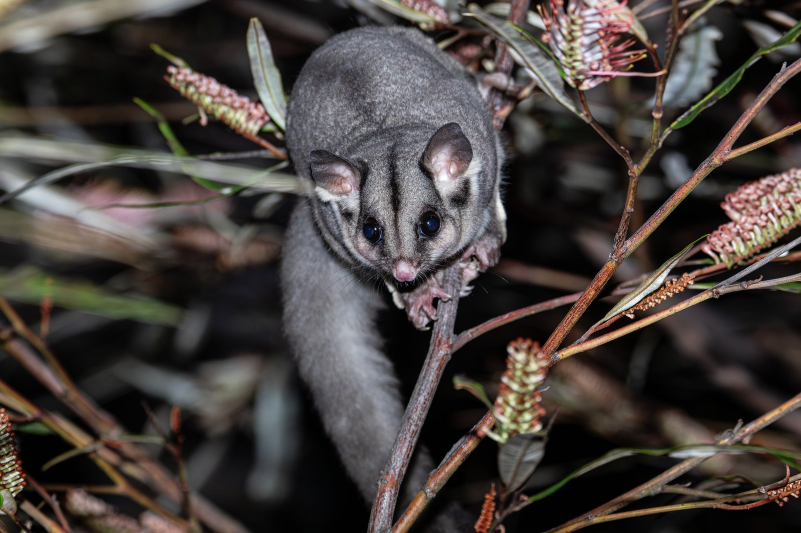 A Sugar Glider perched on a thin branch among flowering shrubs at night.