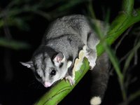 Sugar Glider (Petaurus breviceps)