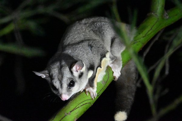 Sugar Glider (Petaurus breviceps)