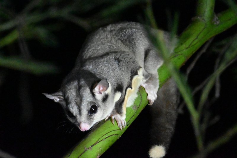 Sugar Glider (Petaurus breviceps)