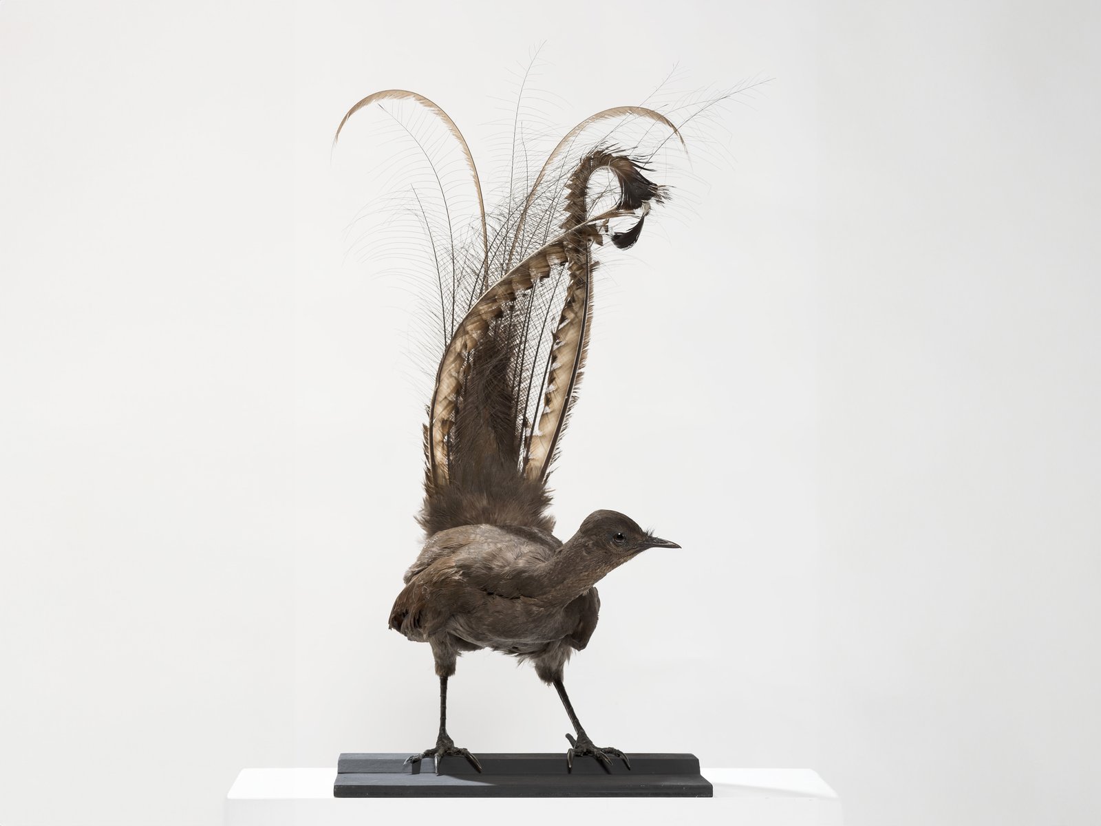 A taxidermied superb lyrebird specimen mounted on a stand, displaying its ornate lyre-shaped tail.