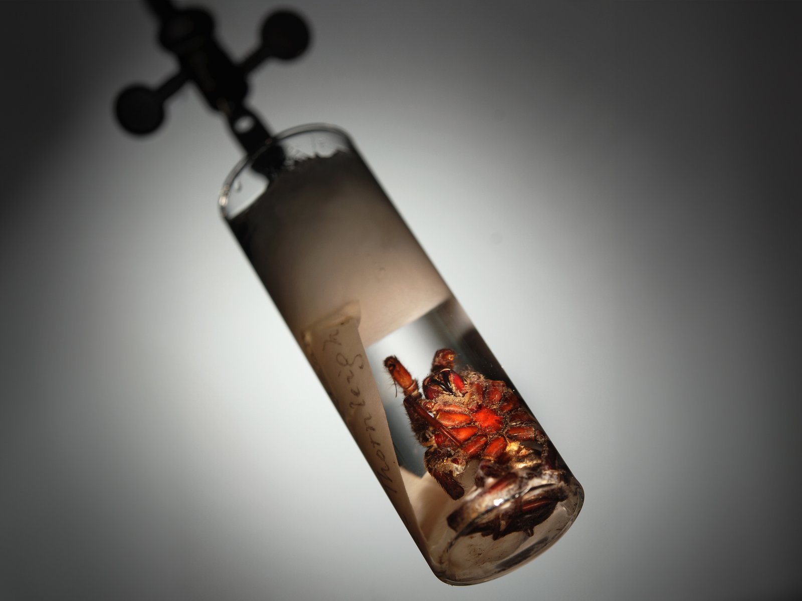 A Sydney funnel-web spider specimen preserved in a glass tube, illuminated against a dark background