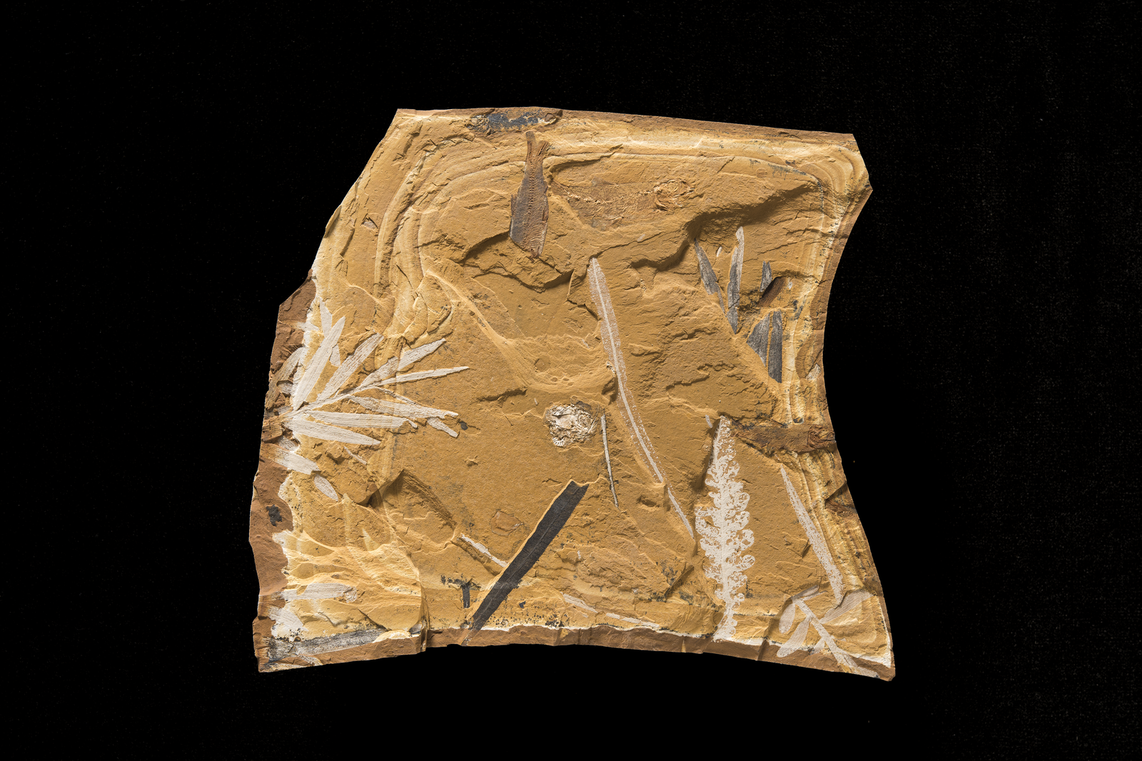 A tan-coloured fossil slab bearing white plant fossil impressions against a black background.