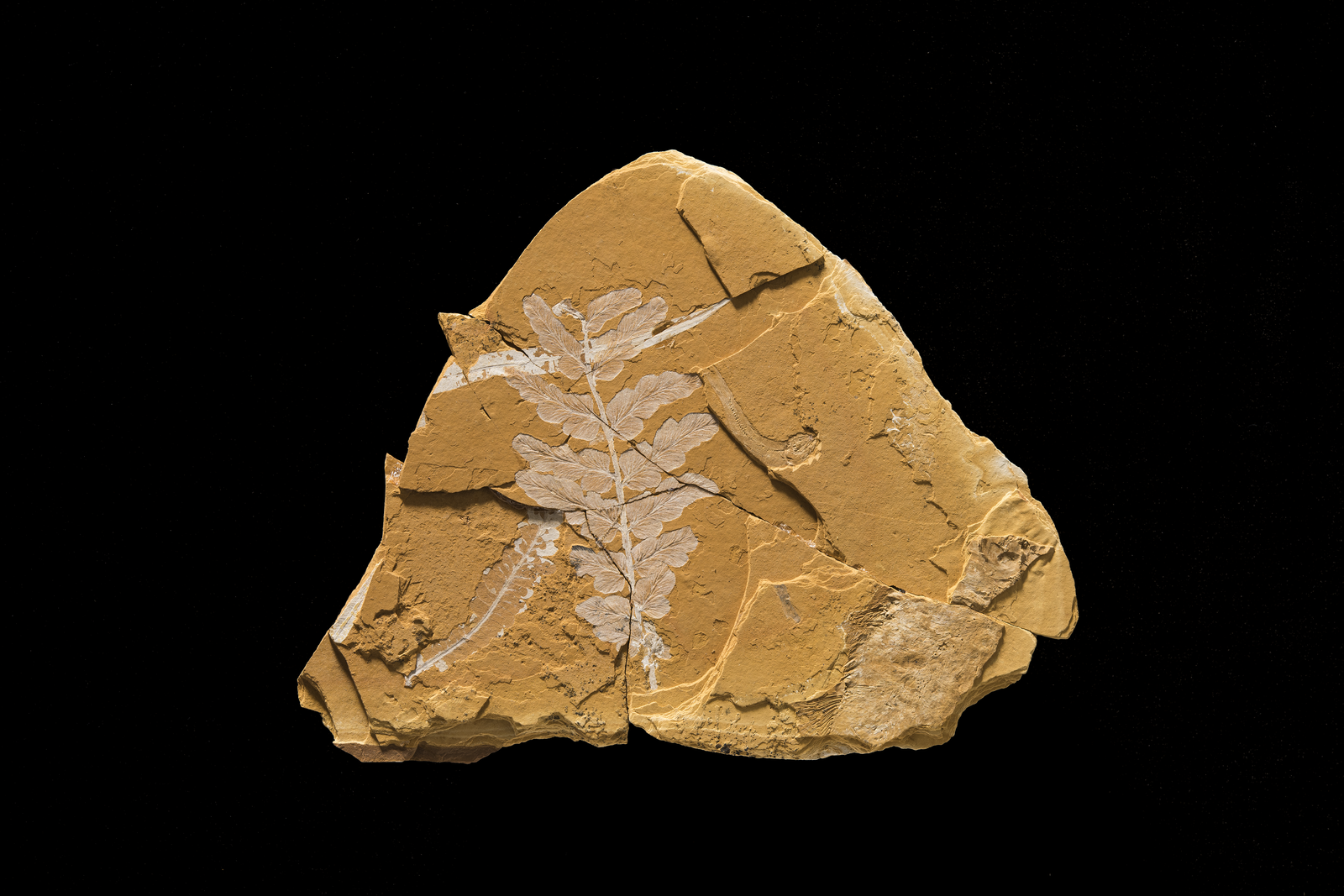 A tan-coloured fossil slab bearing a single white fern frond impression against a black background.