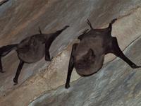 Troughton's Sheathtail Bat, Taphozous troughtoni