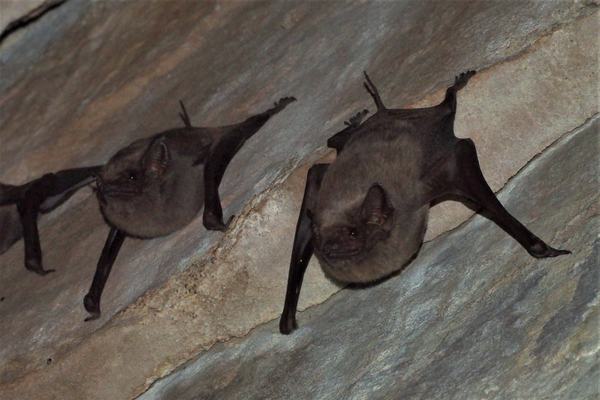 Troughton's Sheathtail Bat, Taphozous troughtoni
