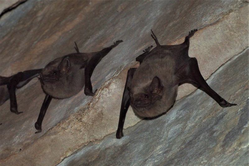 Troughton's Sheathtail Bat, Taphozous troughtoni