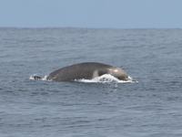 Shepherd's Beaked Whale, Tasmacetus shepherdi