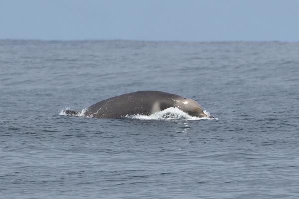 Shepherd's Beaked Whale, Tasmacetus shepherdi
