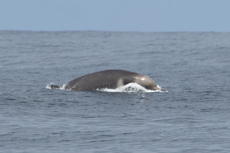 Shepherd's Beaked Whale, Tasmacetus shepherdi