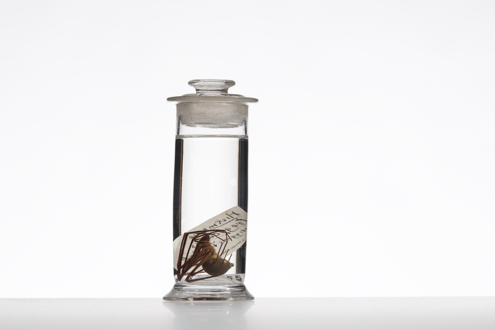 A preserved spider specimen in a glass jar filled with clear fluid with a handwritten label.