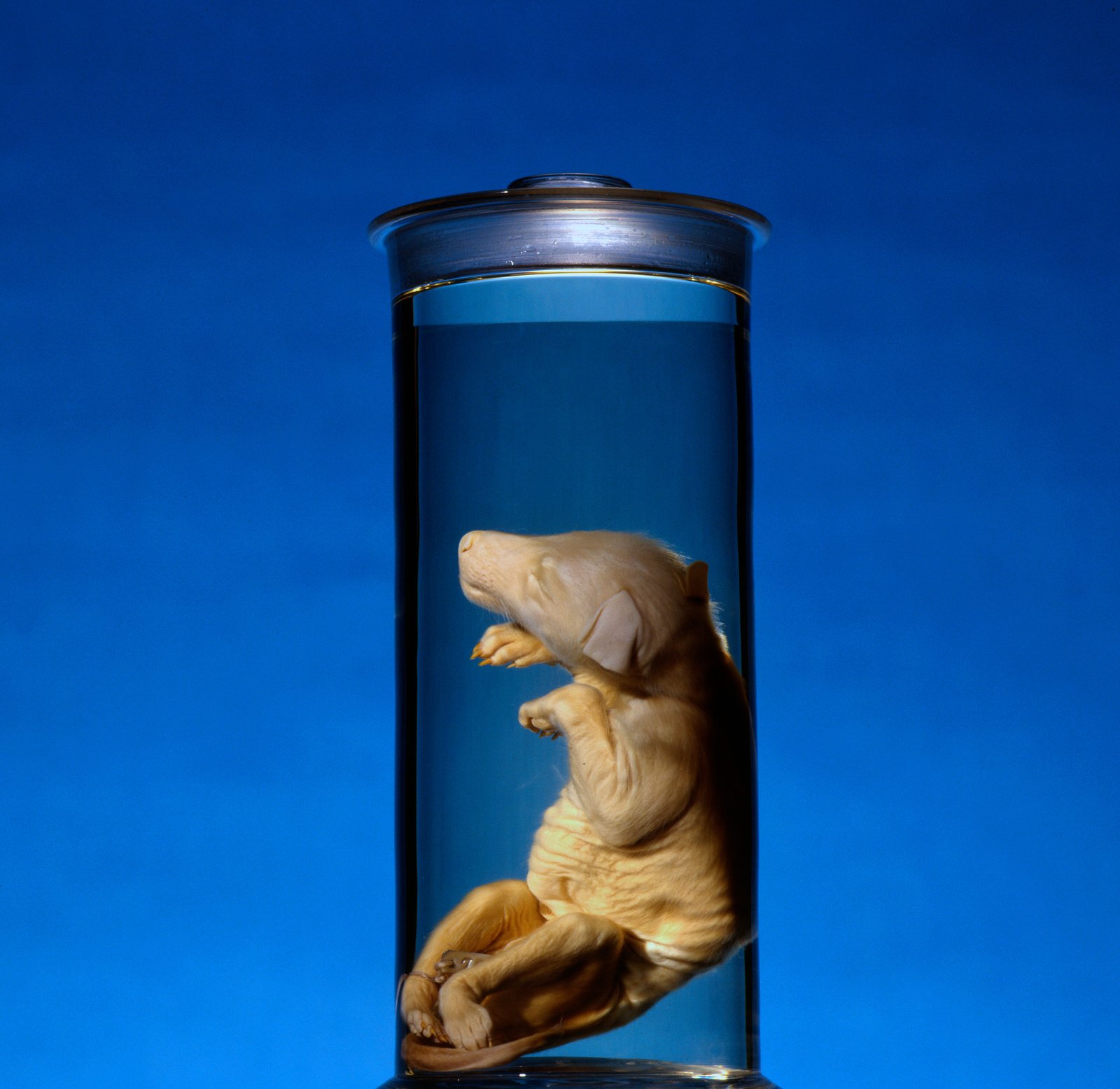 A Tasmanian tiger pup preserved in a tall glass specimen jar against a blue background.