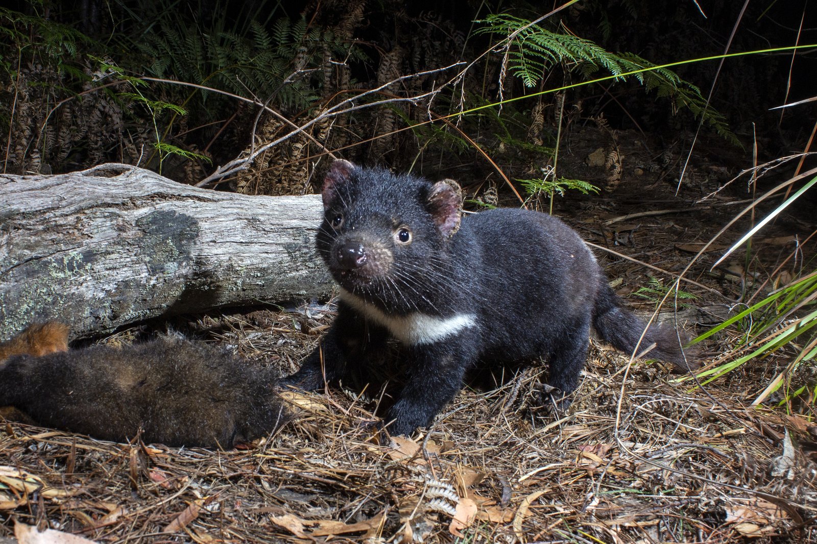 Tasmanian Devil, Sarcophilus harrisii