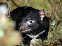 Tasmanian Devil, Sarcophilus harrisii