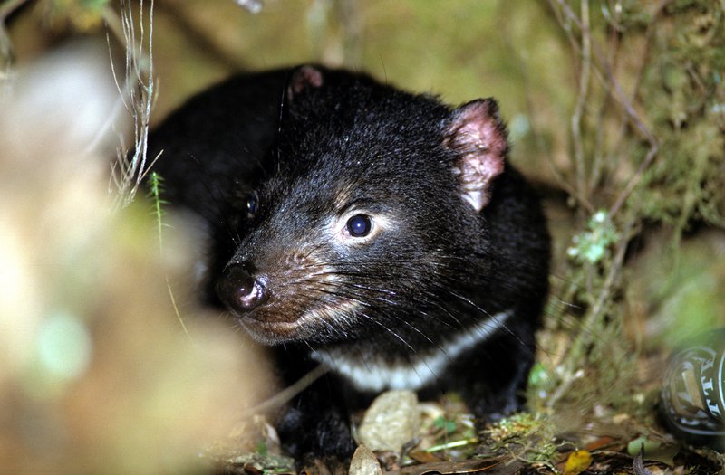 Tasmanian Devil, Sarcophilus harrisii