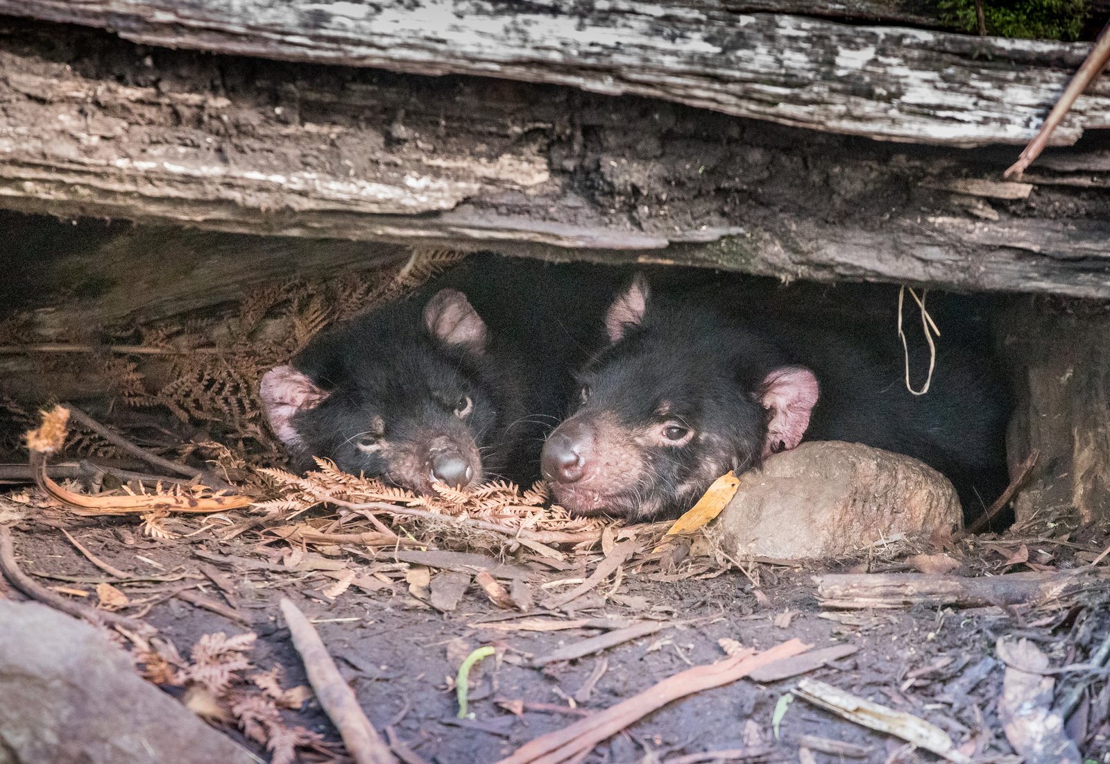 Tasmanian Devils, Sarcophilus harrisii
