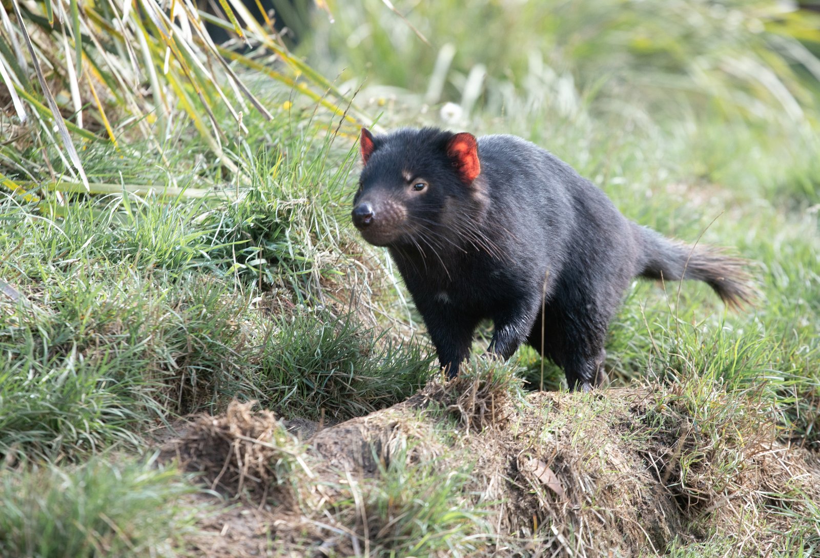 Tasmanian Devil, Sarcophilus harrisii