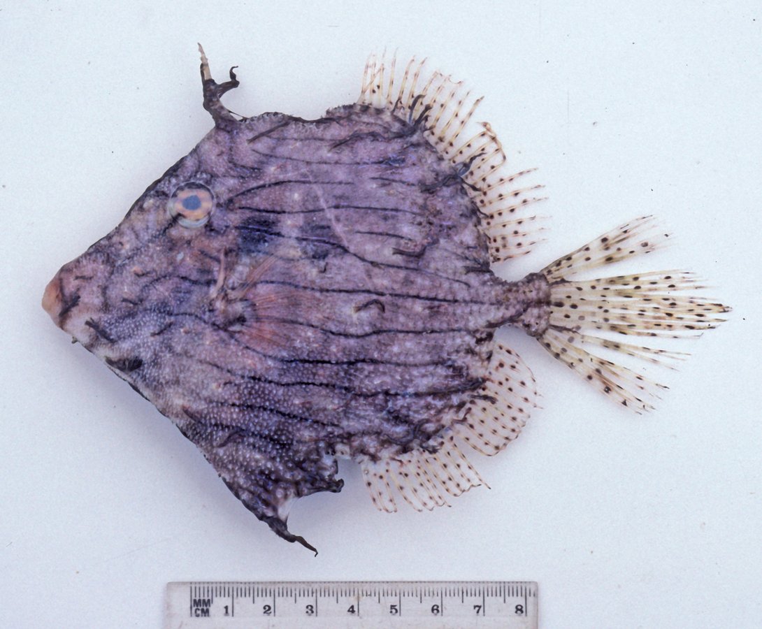 Tasselled_Leatherjacket_Chaeto