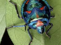 Tectocoris diophthalmus