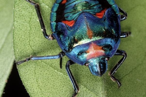 Tectocoris diophthalmus