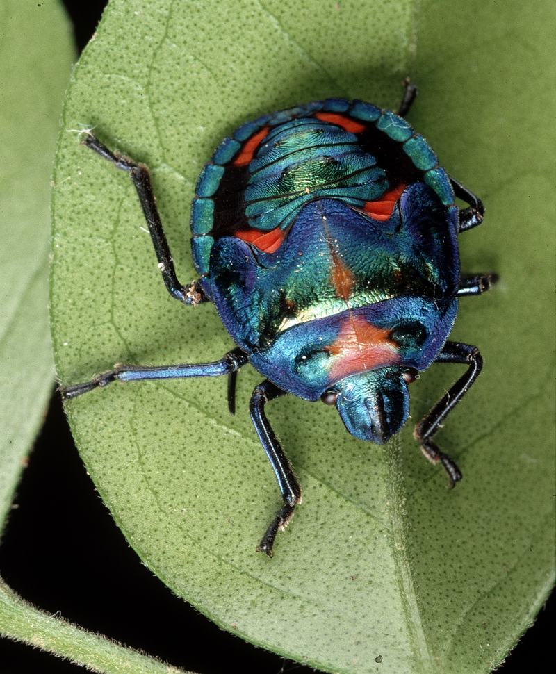 Tectocoris diophthalmus