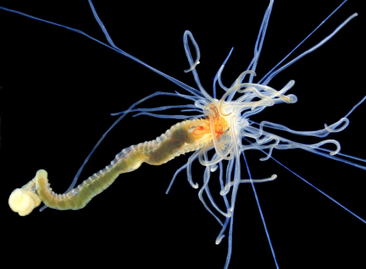 Polychaetes - The Australian Museum