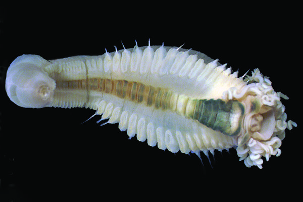 Deep-sea marine ‘spaghetti worm' with a translucent, whitish body and visible internal structure.