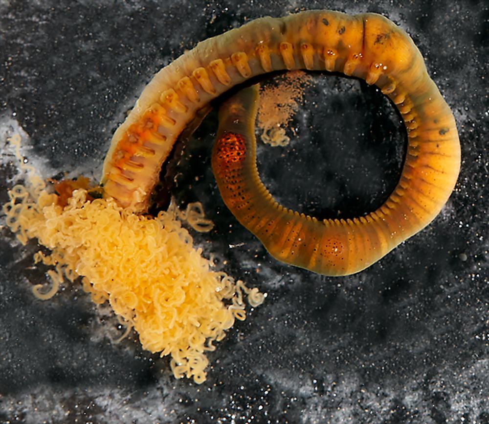 Orange deep-sea marine ‘spaghetti worm' viewed from above, lying on a dark rocky surface.
