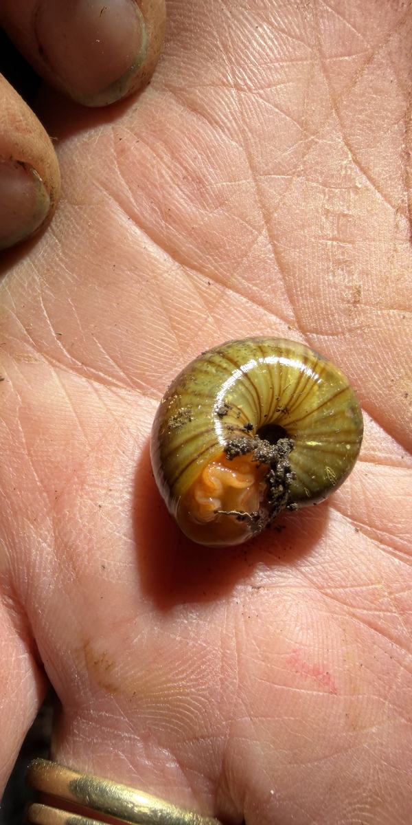 Terrestrial snail IMG_4442 (Bryan Lessard)