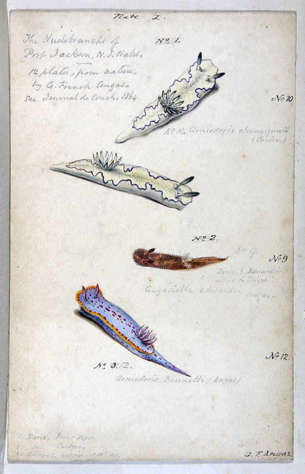 A watercolour illustration of five nudibranchs in vibrant colours with handwritten annotations.
