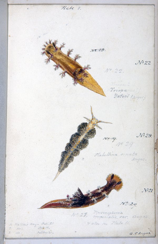 A watercolour illustration of three nudibranchs in brown and green tones with handwritten annotation
