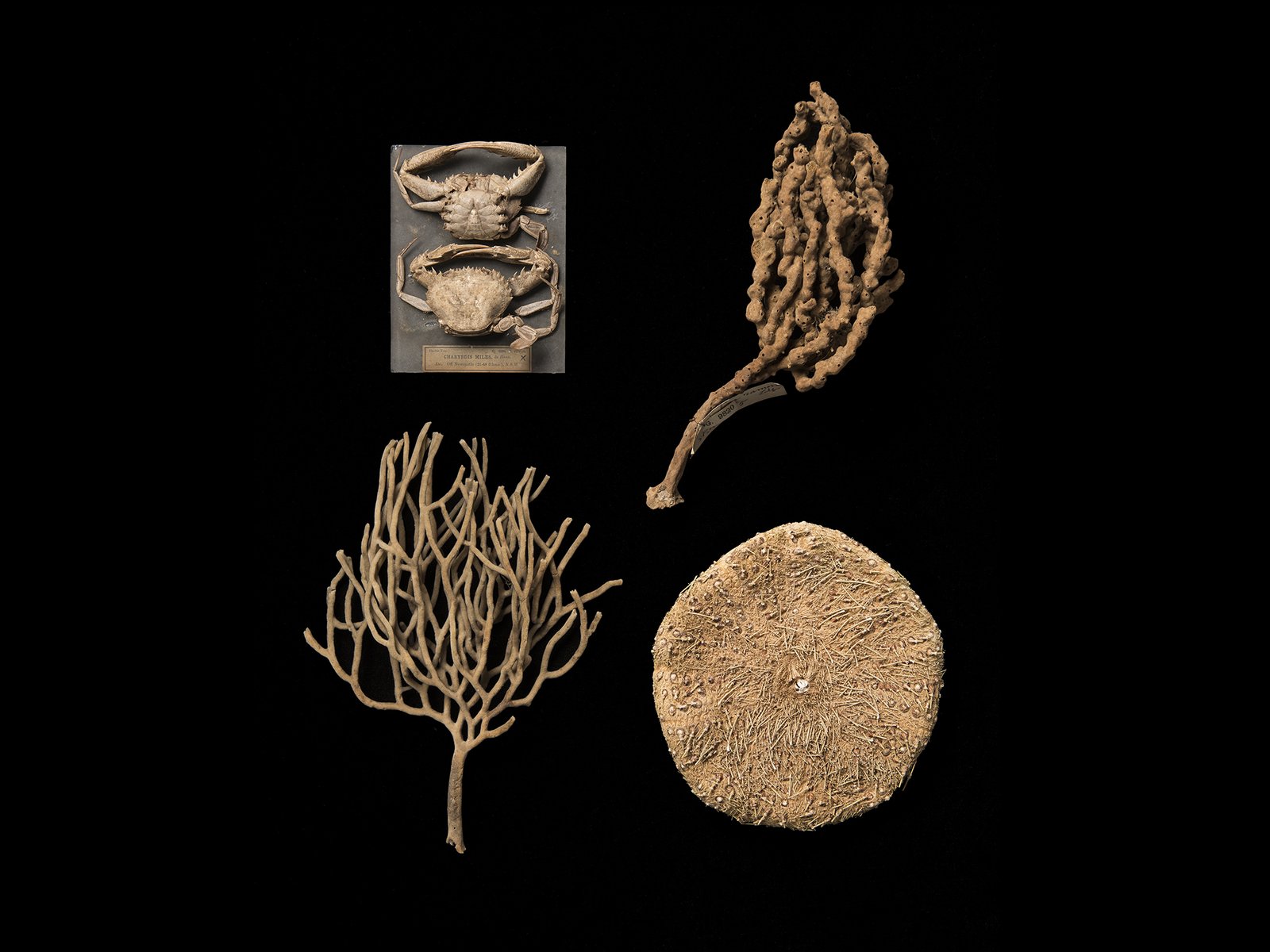 Four marine invertebrate specimens from the 1898 Thetis expedition including crabs and two sponges.