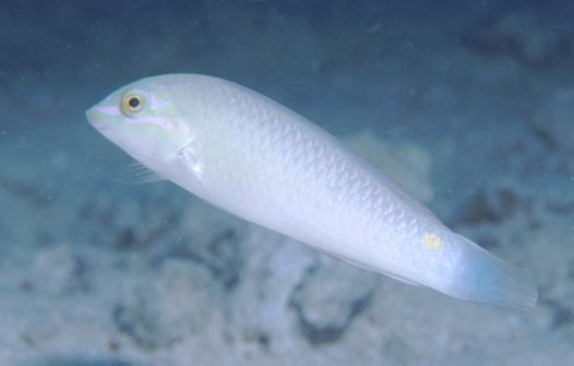 Thhreespot_wrasse_489-7_b.