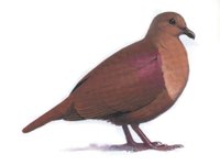 Thick-billed Ground Dove