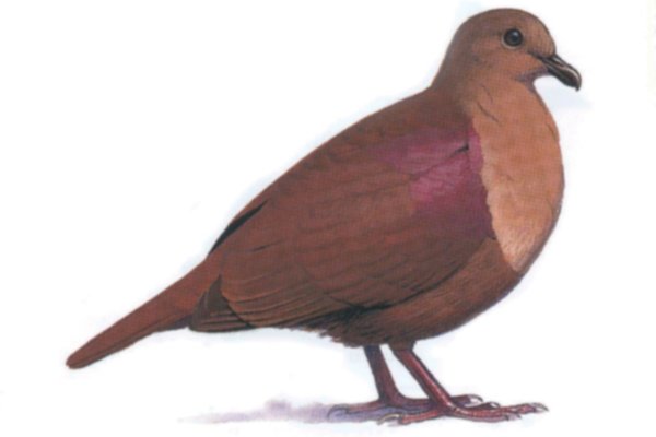 Thick-billed Ground Dove