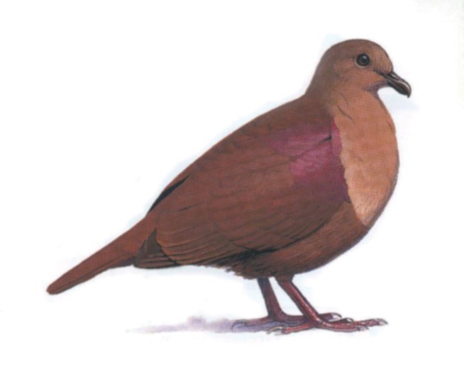 Thick-billed Ground Dove