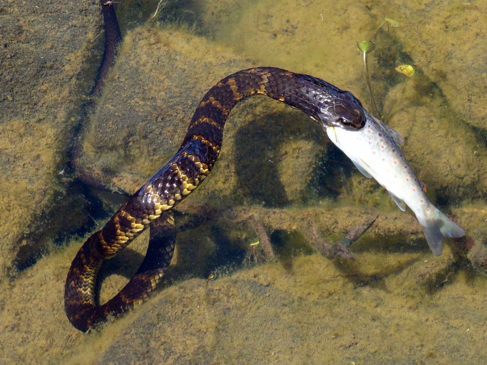 Tiger Snake, Notechis scutatus