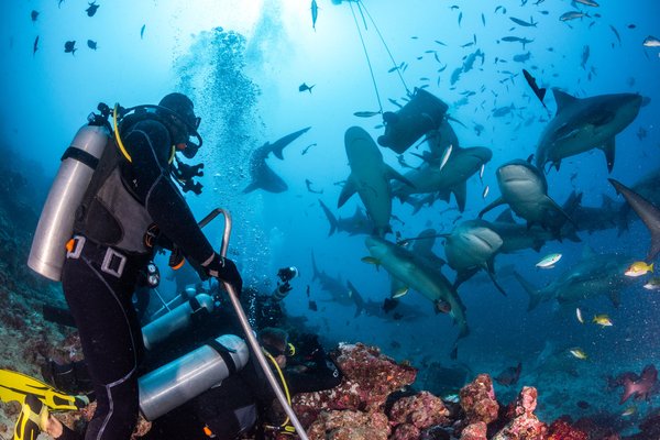 SCUBA divers dive with Bull Sharks in Fiji.