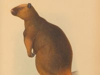 Illustration of Dendrolagus dorianus mayri